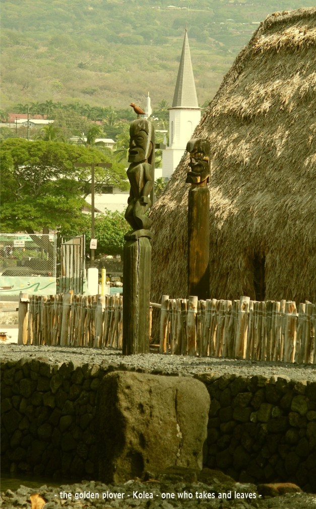 Koleamoku+goldenPlover-4