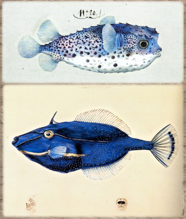 adventuresofbaudin-108