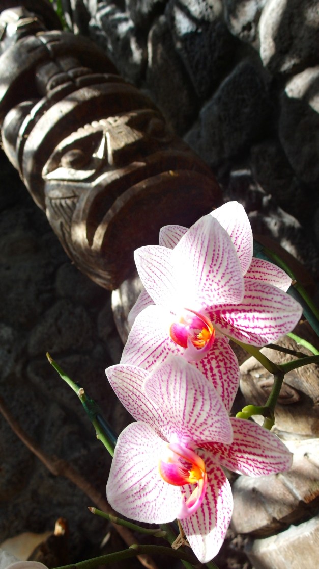 OrchidsOf-11