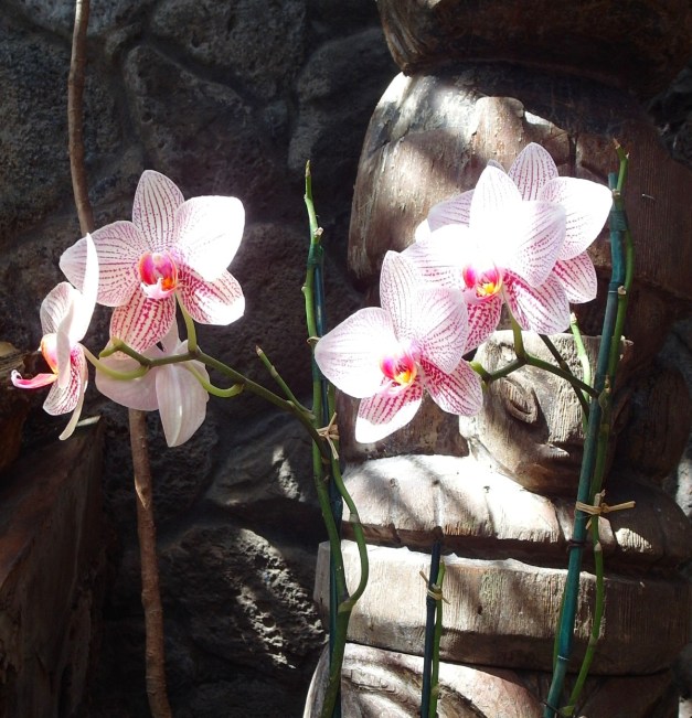 OrchidsOf-2