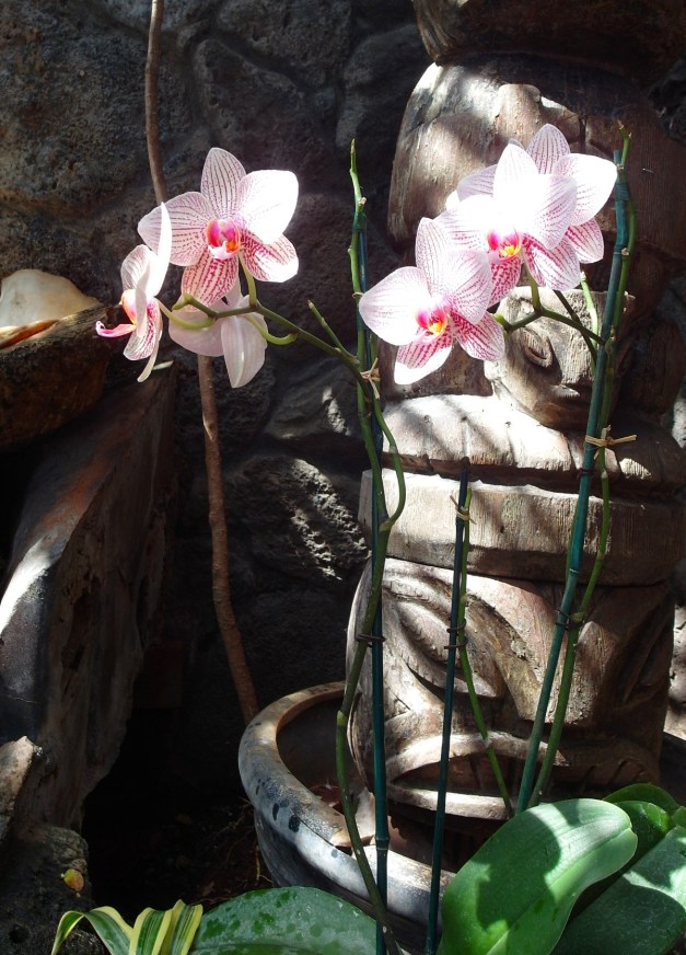 OrchidsOf-3
