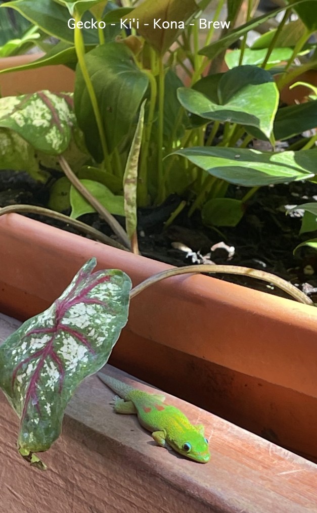 GeckoTikiKonaBrew-1ab