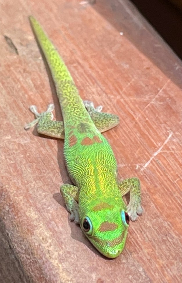 GeckoTikiKonaBrew-2a